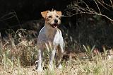 PARSON RUSSEL TERRIER 006